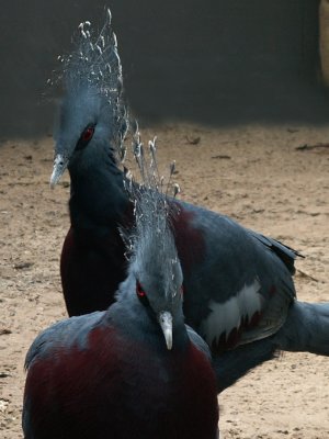 victoria crowned pigeon.JPG