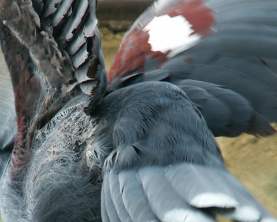 victoria crowned pigeon 2008