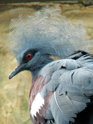 victoria crowned pigeon 2008