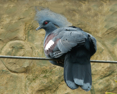 victoria crowned pigeon 2008