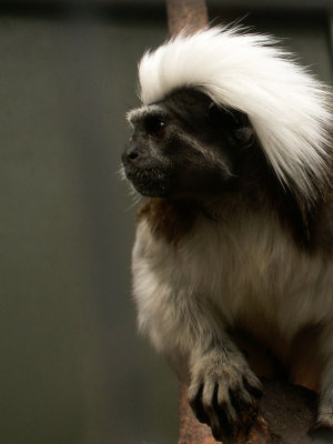 cotton top tamarin 2008