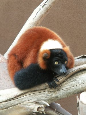 lemur 2008