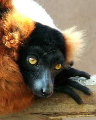 lemur 2008
