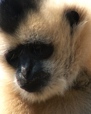 gibbon 2008