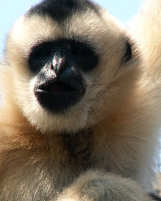 gibbon 2008