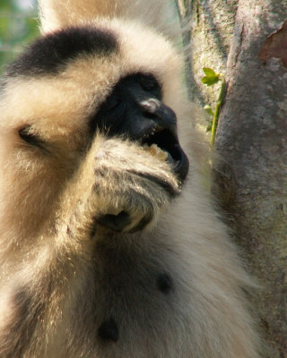 gibbon 2008