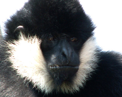 gibbon 2008