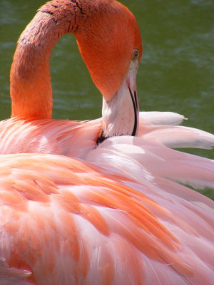cuban flamingo 2008
