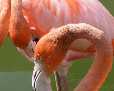 cuban flamingo 2008