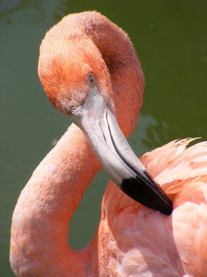 cuban flamingo 2008
