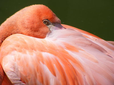 cuban flamingo 2008