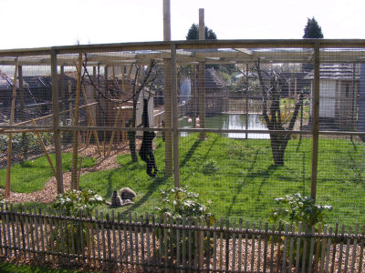 Gibbon exhibit. 2008