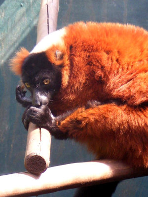 lemur 2008