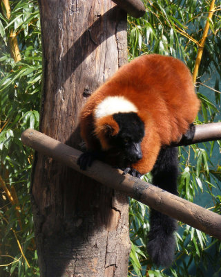 lemur 2008