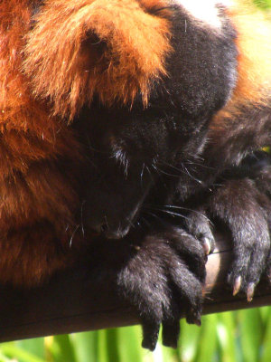 lemur 2008