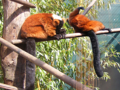 lemurs.2008