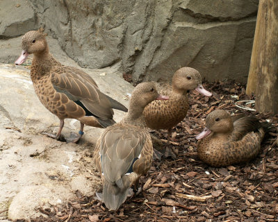 Madagascar Teal 2008