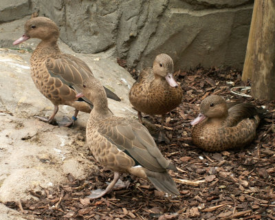 Madagascar Teal 2008