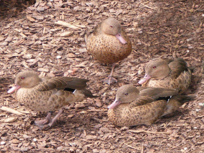 Madagascar Teal 2008