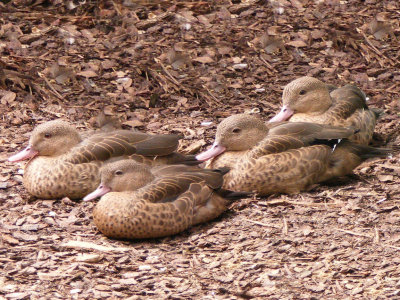 Madagascar Teal 2008