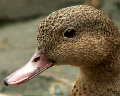 Madagascar Teal 2008
