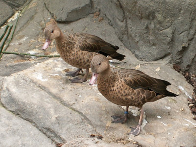 Madagascar Teal 2008