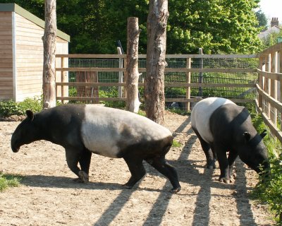 tapir. 2008