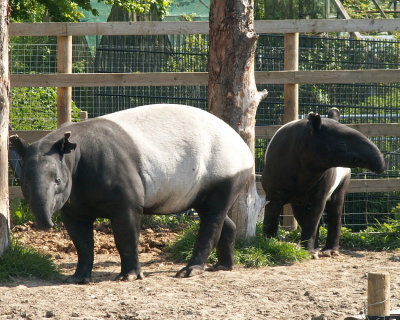 tapir 2008