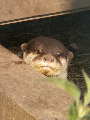 otter 2008
