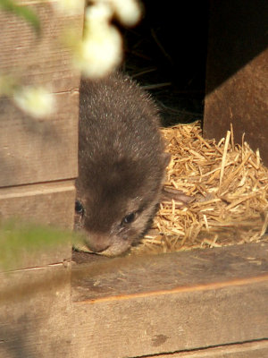 otter 2008