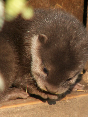 otter 2008