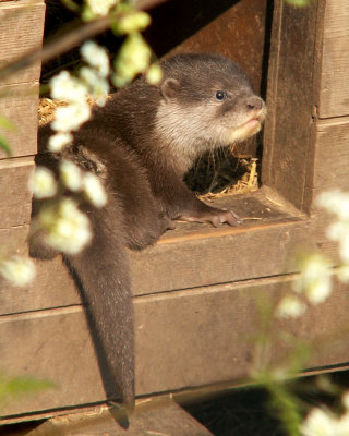 otter 2008