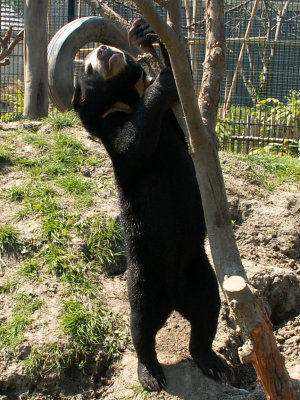 sun bears 2008
