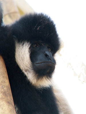 gibbon 2008