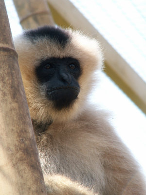 gibbon 2008