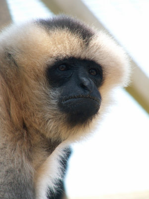 gibbon 2008