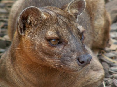 fossa 2008