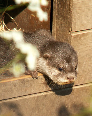 otter 2008