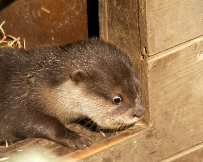 otter 2008