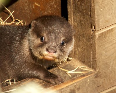 otter 2008