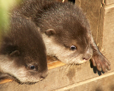 otter 2008