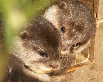 otter 2008