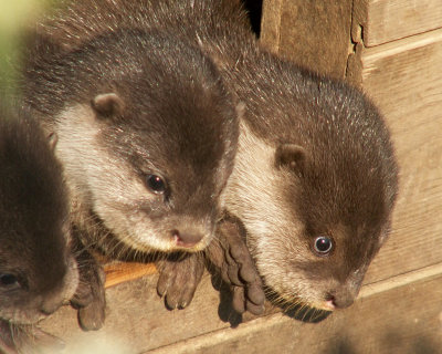 otter 2008