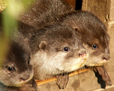 otter 2008