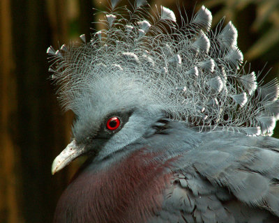 victoria crowned pigeon 2008