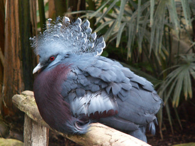 victoria crowned pigeon 2008