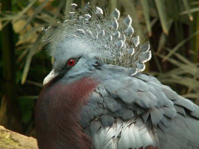 victoria crowned pigeon 2008
