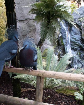 victoria crowned pigeon 2008