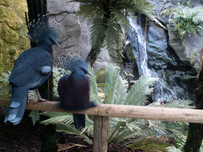 victoria crowned pigeon 2008