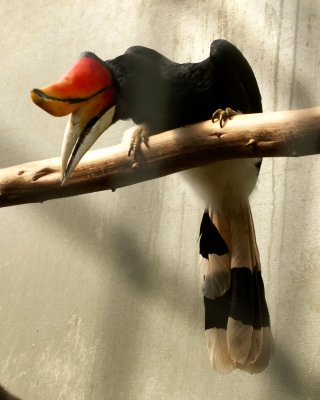 Rhinoceros Hornbill 2008